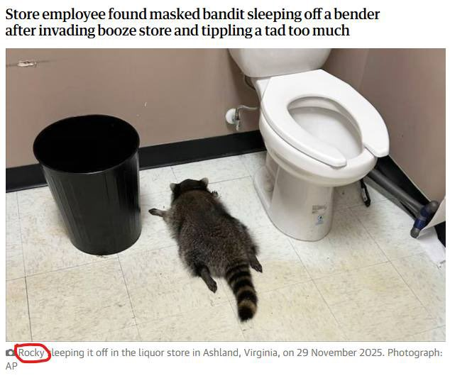 Rocky the Drunk Raccoon